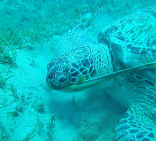 Turtle Bay...very nice