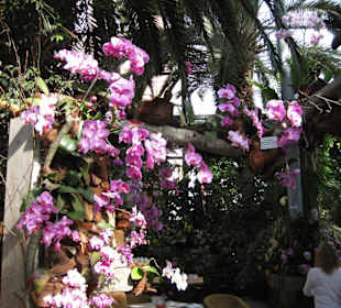 Orchideen Schau auf der Insel