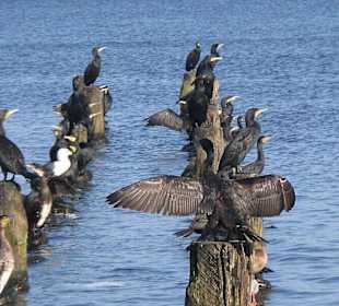 Kormorane auf Usedom.