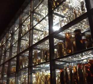 Museum der Naturkunde