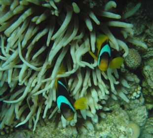 Anemonen mit Nemos am Hotelstrand