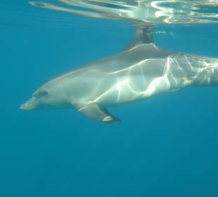 So nah kann man die Delfine erleben