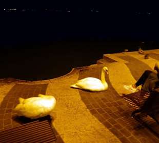 Abendruhe am Hafen der Altstadt