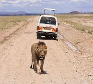 Löwe im Amboseli