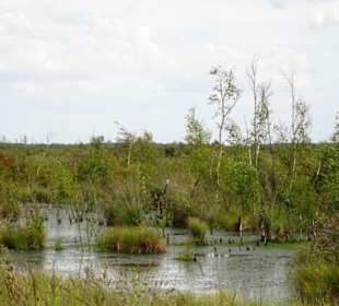 Impressionen vom Goldenstedter Moor