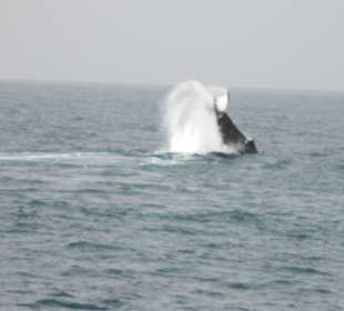 Whale watch