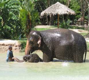 Der kleine Lucky badet mit seiner Mutter