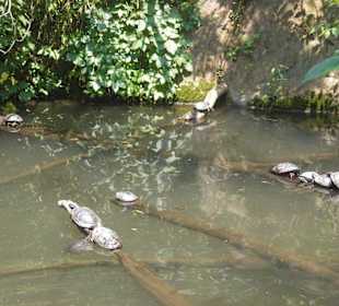 Schildkröten im Teich