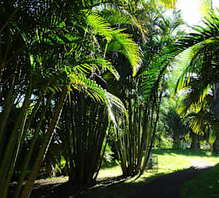 Der Palmengarten von Mascarin