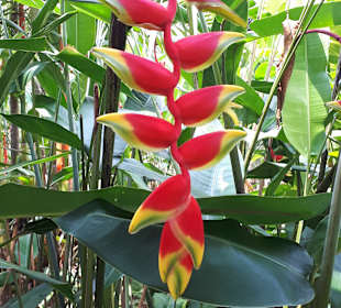 Hochland von Sri Lanka