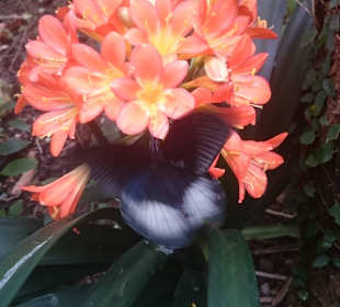 Blume
