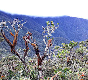 Podocarpus Nationalpark