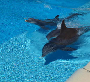 Delfine im Secret Garden