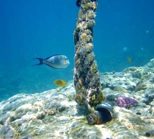 Super zum schnorcheln!