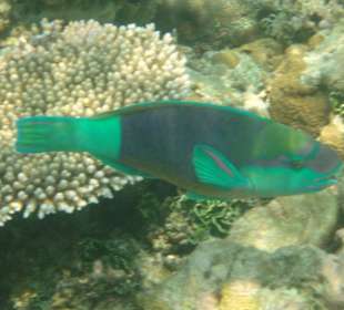 Papageienfisch