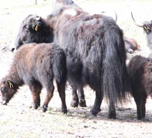 WildparkImpression September 2013