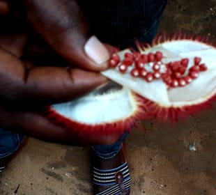 Maganga Spice Farm