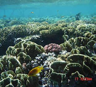 SUNRISE Arabian Beach Resort - Grand Select