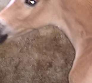 Für die Kiddis ein Pferdekiddi Uaf dem Schlosshof