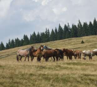 Parcul Natural Apuseni 