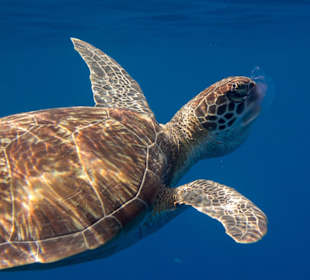 Schildkröte verspeist Qualle