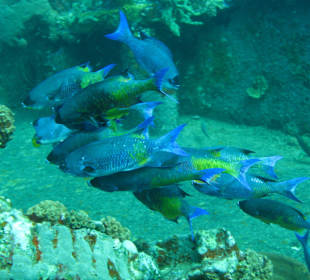 Am Wrack Veronica L, Grenada