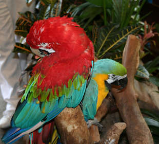 Chance für Erinnerungsbilder