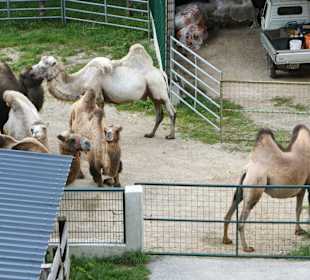 Kameltheater & Weißer Hof