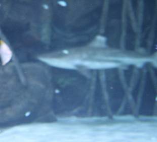 Aquaviva - Haifischbecken