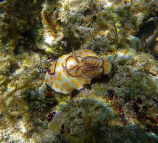 Leider nur einmal gesichtet