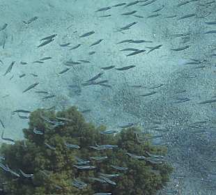 Schnorcheln Hurghada