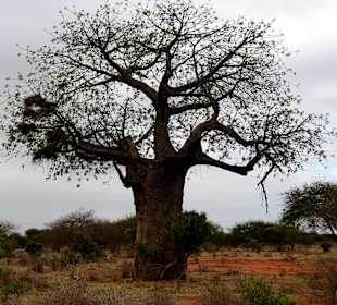 Baobab