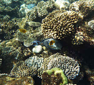 Unterwasserwelt beim Hotel