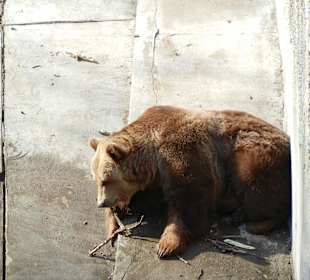 Braunbär