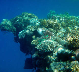 Hotel Lahami Bay Hausriff