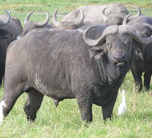 Wasserbüffel