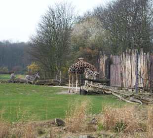 Afrika-Savanne mit Giraffen und Zebras