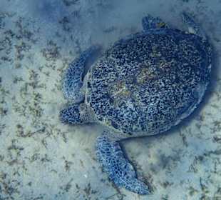 Schnorcheln Marsa Alam