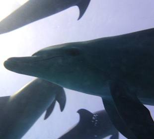 Rotes Meer und Delfine...