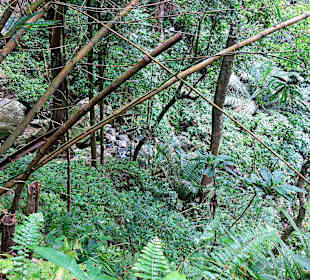 Parque Natural Obô do Príncipe
