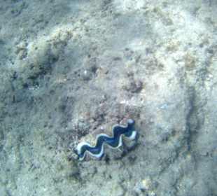 Schnorcheln Hurghada