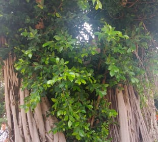 Stadtrundfahrt Agadir