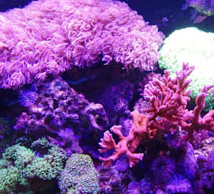 Korallenriff im Aquarium von Wasserbillig