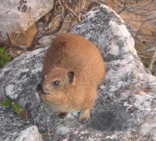 Klippschliefer - Dassie