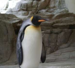 Pinguin