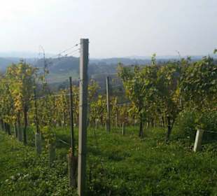 Weingärten bei Gamlitz