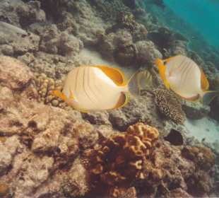 Tauchen Ari Atoll