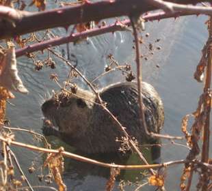 Nutria an der ILL