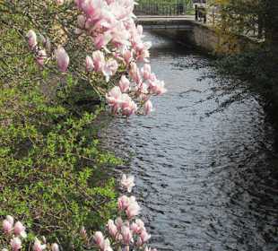 Die Lauter mit Magnolie