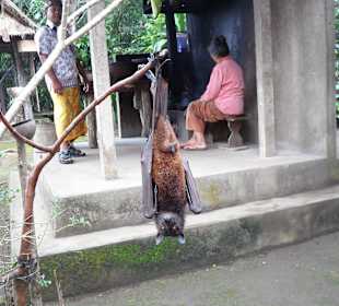 ...Flughund im Dschungel